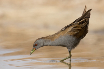 <i class='fa fa-user'></i>&nbsp;david&nbsp;|   Klein Waterhoen&nbsp; <i class='fa fa-eye'>&nbsp;559</i> &nbsp; <i class='fa fa-comment-o'>&nbsp;11</i>