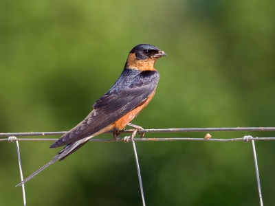 <i class='fa fa-user'></i>&nbsp;Paul van Giersbergen&nbsp;|   Roodborstzwaluw&nbsp; <i class='fa fa-eye'>&nbsp;365</i> &nbsp; <i class='fa fa-comment-o'>&nbsp;2</i>