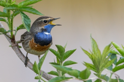 <i class='fa fa-user'></i>&nbsp;Peter Boltjes&nbsp;|   Blauwborst&nbsp; <i class='fa fa-eye'>&nbsp;459</i> &nbsp;<i class='fa fa-thumbs-up'>&nbsp;3</i> &nbsp; <i class='fa fa-comment-o'>&nbsp;6</i>