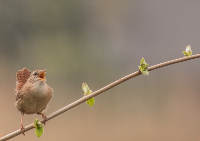 <i class='fa fa-user'></i>&nbsp;Henri Aantjes&nbsp;|   Winterkoning&nbsp; <i class='fa fa-eye'>&nbsp;294</i> &nbsp;<i class='fa fa-thumbs-up'>&nbsp;1</i> &nbsp; <i class='fa fa-comment-o'>&nbsp;7</i>