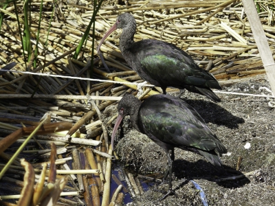 <i class='fa fa-user'></i>&nbsp;Paul van Giersbergen&nbsp;|   Puna-ibis&nbsp; <i class='fa fa-eye'>&nbsp;244</i> &nbsp; <i class='fa fa-comment-o'>&nbsp;3</i>