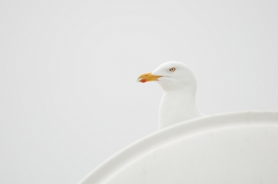 <i class='fa fa-user'></i>&nbsp;P.Teune&nbsp;|   Zilvermeeuw&nbsp; <i class='fa fa-eye'>&nbsp;475</i> &nbsp;<i class='fa fa-thumbs-up'>&nbsp;22</i> &nbsp; <i class='fa fa-comment-o'>&nbsp;21</i>