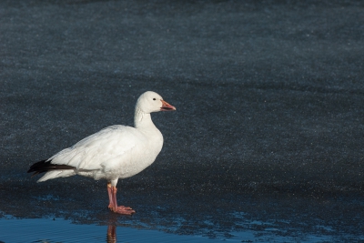 <i class='fa fa-user'></i>&nbsp;jan Luit&nbsp;|   Sneeuwgans&nbsp; <i class='fa fa-eye'>&nbsp;252</i> &nbsp; <i class='fa fa-comment-o'>&nbsp;0</i>