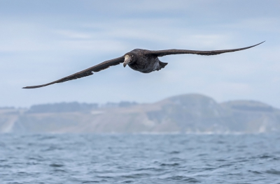 <i class='fa fa-user'></i>&nbsp;Bert Ooms&nbsp;|   Noordelijke Reuzenstormvogel&nbsp; <i class='fa fa-eye'>&nbsp;349</i> &nbsp;<i class='fa fa-thumbs-up'>&nbsp;1</i> &nbsp; <i class='fa fa-comment-o'>&nbsp;13</i>