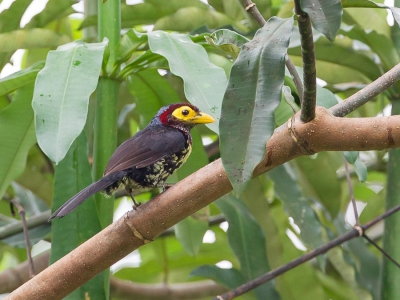 <i class='fa fa-user'></i>&nbsp;Paul van Giersbergen&nbsp;|   Geelsnavelbaardvogel&nbsp; <i class='fa fa-eye'>&nbsp;248</i> &nbsp;<i class='fa fa-thumbs-up'>&nbsp;1</i> &nbsp; <i class='fa fa-comment-o'>&nbsp;4</i>