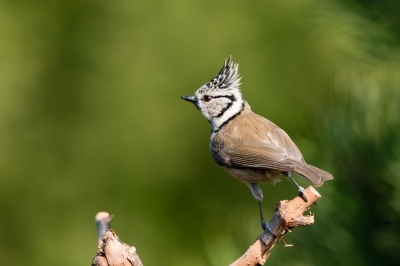 Nog eentje van 4 april. Het blijven grappige vogeltjes.