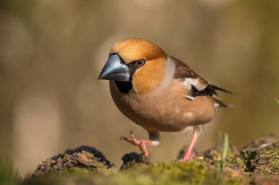 Appelvink aan de wandel in de bossen bij Holten. Een leuk actie momentje.