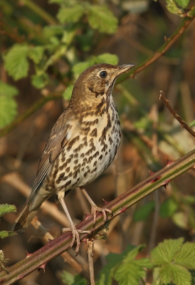 <i class='fa fa-user'></i>&nbsp;J.v.Hooff&nbsp;|   Zanglijster&nbsp; <i class='fa fa-eye'>&nbsp;231</i> &nbsp; <i class='fa fa-comment-o'>&nbsp;2</i>