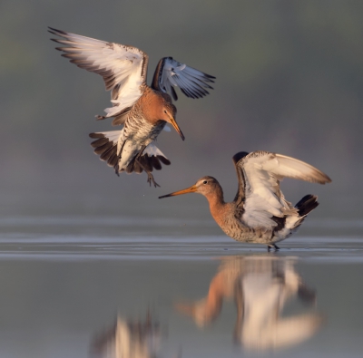 <i class='fa fa-user'></i>&nbsp;Henk Laverman&nbsp;|   Grutto&nbsp; <i class='fa fa-eye'>&nbsp;483</i> &nbsp;<i class='fa fa-thumbs-up'>&nbsp;6</i> &nbsp; <i class='fa fa-comment-o'>&nbsp;14</i>