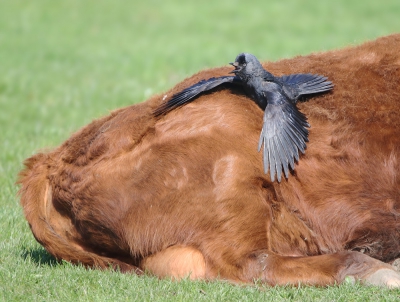 <i class='fa fa-user'></i>&nbsp;thijsglastra&nbsp;|   Kauw&nbsp; <i class='fa fa-eye'>&nbsp;825</i> &nbsp;<i class='fa fa-thumbs-up'>&nbsp;13</i> &nbsp; <i class='fa fa-comment-o'>&nbsp;23</i>