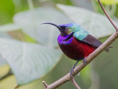 <i class='fa fa-user'></i>&nbsp;Paul van Giersbergen&nbsp;|   Prachthoningzuiger&nbsp; <i class='fa fa-eye'>&nbsp;286</i> &nbsp; <i class='fa fa-comment-o'>&nbsp;2</i>