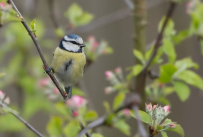 <i class='fa fa-user'></i>&nbsp;pabos&nbsp;|   Pimpelmees&nbsp; <i class='fa fa-eye'>&nbsp;118</i> &nbsp; <i class='fa fa-comment-o'>&nbsp;7</i>