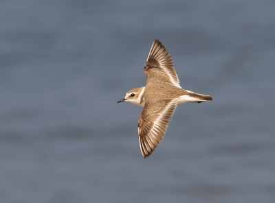 <i class='fa fa-user'></i>&nbsp;Celly&nbsp;|   Strandplevier&nbsp; <i class='fa fa-eye'>&nbsp;416</i> &nbsp;<i class='fa fa-thumbs-up'>&nbsp;10</i> &nbsp; <i class='fa fa-comment-o'>&nbsp;11</i>