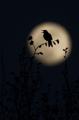 <i class='fa fa-user'></i>&nbsp;Wilco Busstra&nbsp;|   Merel&nbsp; <i class='fa fa-eye'>&nbsp;689</i> &nbsp;<i class='fa fa-thumbs-up'>&nbsp;32</i> &nbsp; <i class='fa fa-comment-o'>&nbsp;21</i>