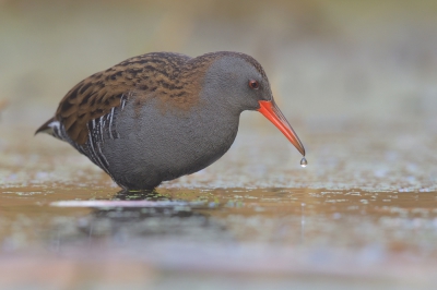 <i class='fa fa-user'></i>&nbsp;Johan G&nbsp;|   Waterral&nbsp; <i class='fa fa-eye'>&nbsp;388</i> &nbsp;<i class='fa fa-thumbs-up'>&nbsp;7</i> &nbsp; <i class='fa fa-comment-o'>&nbsp;9</i>