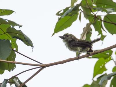 <i class='fa fa-user'></i>&nbsp;Paul van Giersbergen&nbsp;|   Gespikkelde Ketellapper&nbsp; <i class='fa fa-eye'>&nbsp;276</i> &nbsp; <i class='fa fa-comment-o'>&nbsp;3</i>