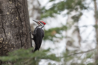 <i class='fa fa-user'></i>&nbsp;jan Luit&nbsp;|   Noord-Amerikaanse Helmspecht&nbsp; <i class='fa fa-eye'>&nbsp;376</i> &nbsp; <i class='fa fa-comment-o'>&nbsp;4</i>