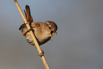 Wat een geluid komt er uit zo'n klein vogeltje. Prachtig om naar te luisteren, maar heb 'm toch ook maar eventjes op de gevoelige plaat gezet.