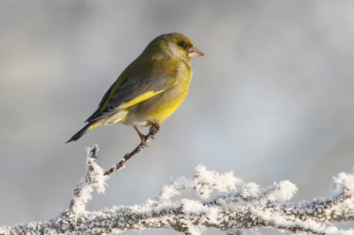 Canon EOS 20D, Canon EF 600mm f/4L IS USM + EF 1.4x II
Tv, 1/400sec, F 8.0, ISO 200