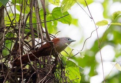 <i class='fa fa-user'></i>&nbsp;charlysax&nbsp;|   Raffles' Malkoha&nbsp; <i class='fa fa-eye'>&nbsp;177</i> &nbsp; <i class='fa fa-comment-o'>&nbsp;1</i>