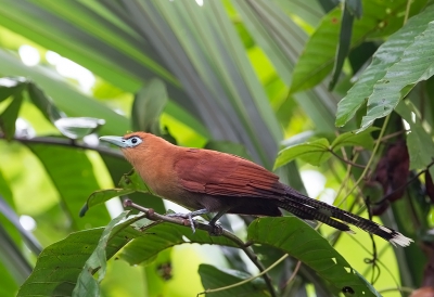 <i class='fa fa-user'></i>&nbsp;charlysax&nbsp;|   Raffles' Malkoha&nbsp; <i class='fa fa-eye'>&nbsp;217</i> &nbsp;<i class='fa fa-thumbs-up'>&nbsp;1</i> &nbsp; <i class='fa fa-comment-o'>&nbsp;4</i>