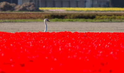 <i class='fa fa-user'></i>&nbsp;hansgans&nbsp;|   Knobbelzwaan&nbsp; <i class='fa fa-eye'>&nbsp;141</i> &nbsp;<i class='fa fa-thumbs-up'>&nbsp;1</i> &nbsp; <i class='fa fa-comment-o'>&nbsp;10</i>