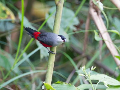 <i class='fa fa-user'></i>&nbsp;Paul van Giersbergen&nbsp;|   Zwartkapastrild&nbsp; <i class='fa fa-eye'>&nbsp;282</i> &nbsp; <i class='fa fa-comment-o'>&nbsp;2</i>