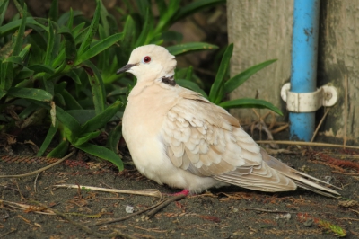 <i class='fa fa-user'></i>&nbsp;Ian Borwell&nbsp;|   Izabeltortel&nbsp; <i class='fa fa-eye'>&nbsp;254</i> &nbsp; <i class='fa fa-comment-o'>&nbsp;3</i>