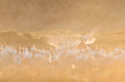 <i class='fa fa-user'></i>&nbsp;P.Teune&nbsp;|   Grote Stern&nbsp; <i class='fa fa-eye'>&nbsp;368</i> &nbsp;<i class='fa fa-thumbs-up'>&nbsp;3</i> &nbsp; <i class='fa fa-comment-o'>&nbsp;6</i>