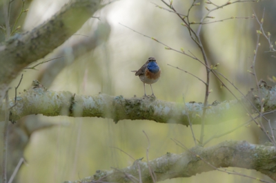 <i class='fa fa-user'></i>&nbsp;Wil Doorn-Meijne&nbsp;|   Blauwborst&nbsp; <i class='fa fa-eye'>&nbsp;453</i> &nbsp;<i class='fa fa-thumbs-up'>&nbsp;8</i> &nbsp; <i class='fa fa-comment-o'>&nbsp;13</i>