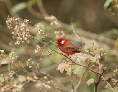 <i class='fa fa-user'></i>&nbsp;Eric van der Aa&nbsp;|   Rode Zanger&nbsp; <i class='fa fa-eye'>&nbsp;297</i> &nbsp; <i class='fa fa-comment-o'>&nbsp;4</i>