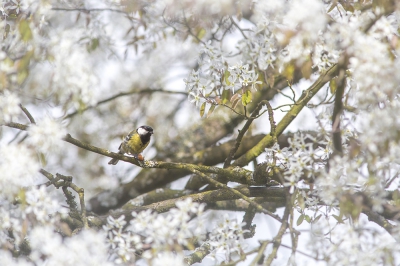 <i class='fa fa-user'></i>&nbsp;nelappelmelk&nbsp;|   Koolmees&nbsp; <i class='fa fa-eye'>&nbsp;131</i> &nbsp;<i class='fa fa-thumbs-up'>&nbsp;1</i> &nbsp; <i class='fa fa-comment-o'>&nbsp;9</i>