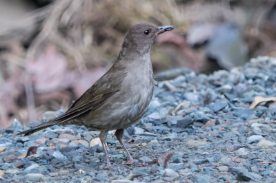 <i class='fa fa-user'></i>&nbsp;martin lok&nbsp;|   Cabanis' Lijster&nbsp; <i class='fa fa-eye'>&nbsp;198</i> &nbsp; <i class='fa fa-comment-o'>&nbsp;1</i>