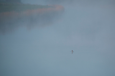 <i class='fa fa-user'></i>&nbsp;anevanrees&nbsp;|   Fuut&nbsp; <i class='fa fa-eye'>&nbsp;287</i> &nbsp;<i class='fa fa-thumbs-up'>&nbsp;1</i> &nbsp; <i class='fa fa-comment-o'>&nbsp;8</i>