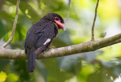 <i class='fa fa-user'></i>&nbsp;charlysax&nbsp;|   Sumatraanse Hapvogel&nbsp; <i class='fa fa-eye'>&nbsp;195</i> &nbsp;<i class='fa fa-thumbs-up'>&nbsp;1</i> &nbsp; <i class='fa fa-comment-o'>&nbsp;8</i>