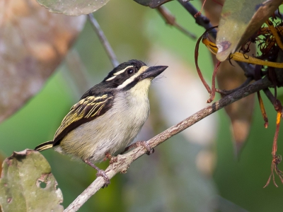 <i class='fa fa-user'></i>&nbsp;Paul van Giersbergen&nbsp;|   Geelkeelketellapper&nbsp; <i class='fa fa-eye'>&nbsp;293</i> &nbsp; <i class='fa fa-comment-o'>&nbsp;5</i>