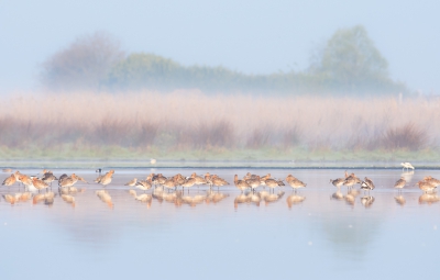 De laatste van de mistochtend vorige zondag: nu is de mist bijna opgelost maar ligt nog wel een dunne witte waas over het landschap. Gekozen voor een klassiek symmetrische uitsnede.