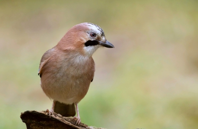 Voordeel van hutfotografie vind ik dat je de vogels dichtbij hebt, zonder ze te verstoren en je ook met wat minder mm's ze toch kunt fotograferen. Zo ook deze Gaai, die vlak voor de hut kwam.