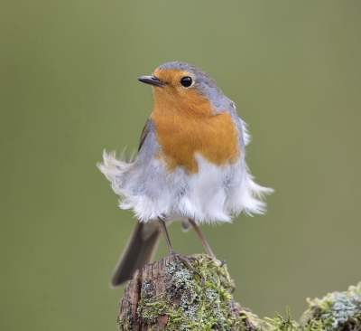 <i class='fa fa-user'></i>&nbsp;Arjan Troost&nbsp;|   Roodborst&nbsp; <i class='fa fa-eye'>&nbsp;480</i> &nbsp;<i class='fa fa-thumbs-up'>&nbsp;4</i> &nbsp; <i class='fa fa-comment-o'>&nbsp;14</i>