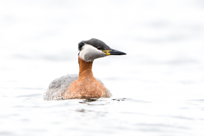 <i class='fa fa-user'></i>&nbsp;Hans Overduin&nbsp;|   Roodhalsfuut&nbsp; <i class='fa fa-eye'>&nbsp;476</i> &nbsp;<i class='fa fa-thumbs-up'>&nbsp;2</i> &nbsp; <i class='fa fa-comment-o'>&nbsp;8</i>