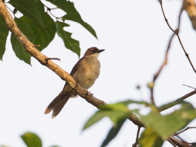 <i class='fa fa-user'></i>&nbsp;Paul van Giersbergen&nbsp;|   Hartlaubs Buulbuul&nbsp; <i class='fa fa-eye'>&nbsp;238</i> &nbsp; <i class='fa fa-comment-o'>&nbsp;1</i>