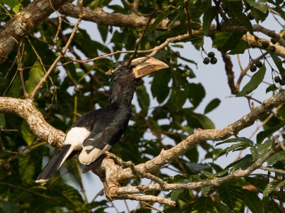 <i class='fa fa-user'></i>&nbsp;Paul van Giersbergen&nbsp;|   Fluitneushoornvogel&nbsp; <i class='fa fa-eye'>&nbsp;265</i> &nbsp; <i class='fa fa-comment-o'>&nbsp;1</i>