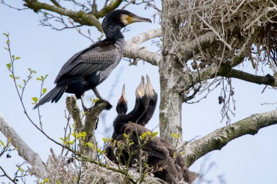 Ik heb deze foto gemaakt vanuit de kijkhut van Natuurmonumenten in het Naardermeer. Er zijn geen vogels verstoord omdat de vogels je niet kunnen zien.