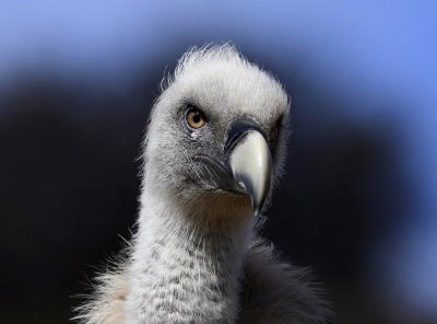 <i class='fa fa-user'></i>&nbsp;Martijn de Jonge&nbsp;|   Vale Gier&nbsp; <i class='fa fa-eye'>&nbsp;346</i> &nbsp;<i class='fa fa-thumbs-up'>&nbsp;5</i> &nbsp; <i class='fa fa-comment-o'>&nbsp;8</i>