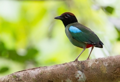 <i class='fa fa-user'></i>&nbsp;charlysax&nbsp;|   Kappitta&nbsp; <i class='fa fa-eye'>&nbsp;232</i> &nbsp; <i class='fa fa-comment-o'>&nbsp;6</i>