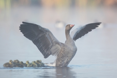 Sprookjesachtig licht afgelopen zondagochtend. Door de mist en het riet heen zwom deze grauwe gans met jongen langs