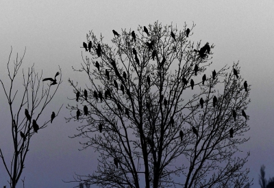 <i class='fa fa-user'></i>&nbsp;Martijn de Jonge&nbsp;|   Rode Wouw&nbsp; <i class='fa fa-eye'>&nbsp;253</i> &nbsp; <i class='fa fa-comment-o'>&nbsp;3</i>