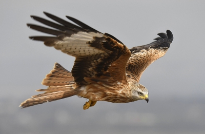 <i class='fa fa-user'></i>&nbsp;Martijn de Jonge&nbsp;|   Rode Wouw&nbsp; <i class='fa fa-eye'>&nbsp;484</i> &nbsp; <i class='fa fa-comment-o'>&nbsp;11</i>