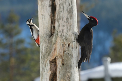 <i class='fa fa-user'></i>&nbsp;Frank Kremer&nbsp;|   Grote Bonte Specht&nbsp; <i class='fa fa-eye'>&nbsp;654</i> &nbsp;<i class='fa fa-thumbs-up'>&nbsp;12</i> &nbsp; <i class='fa fa-comment-o'>&nbsp;16</i>