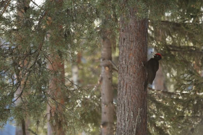 <i class='fa fa-user'></i>&nbsp;Frank Kremer&nbsp;|   Zwarte Specht&nbsp; <i class='fa fa-eye'>&nbsp;411</i> &nbsp;<i class='fa fa-thumbs-up'>&nbsp;1</i> &nbsp; <i class='fa fa-comment-o'>&nbsp;4</i>